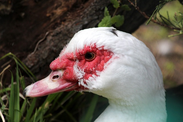 中的两大顶 中的两大顶